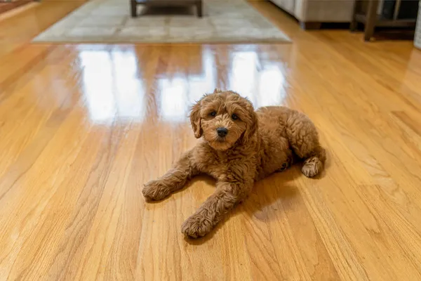  Puppy on Hardwood Floor